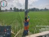 Sawah Hijau Kembali Terang, PJU Ganti Komponen Listrik di Depan SMAN 1 Cawas