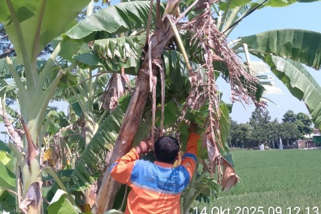 Kabel PJU Ambruk di Sukorejo–Tegalgondo: Dishub Klaten Evakuasi Darurat dengan Boom Truck!