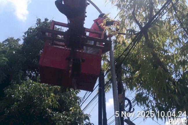 Musuh Kecil, Bahaya Besar: Tikus Pengerat Kabel PJU Srago Mojayan Hampir Sebabkan Kebakaran