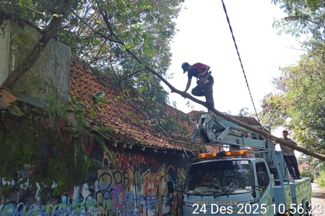 Pohon Tumbang Hantam Kabel PJU Stadion Trikoyo? Tim Dishub Klaten Sat-Set Bereskan Masalah!