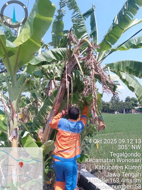 Kabel PJU Ambruk di Sukorejo–Tegalgondo: Dishub Klaten Evakuasi Darurat dengan Boom Truck!
