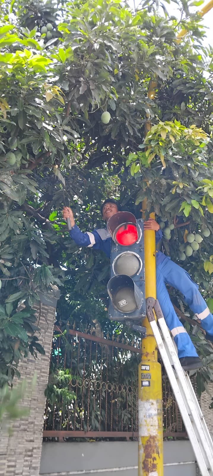 Bebas Rambu & Signal! Tim Traffic Light Dishub Klaten Bersihkan Ranting, Pulihkan Arah dan Lampu Lalu Lintas