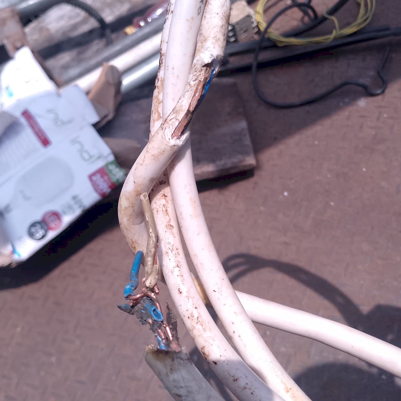 Musuh Kecil, Bahaya Besar: Tikus Pengerat Kabel PJU Srago Mojayan Hampir Sebabkan Kebakaran