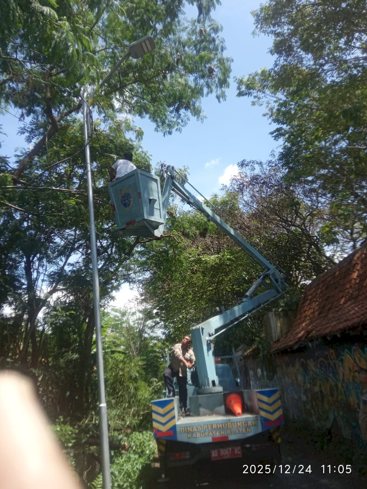 Pohon Tumbang Hantam Kabel PJU Stadion Trikoyo? Tim Dishub Klaten Sat-Set Bereskan Masalah!